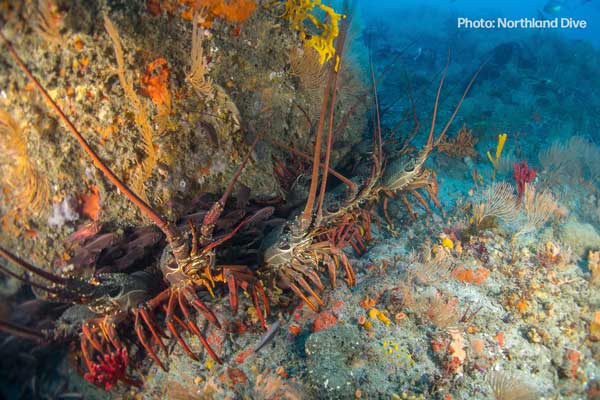 Northland Dive crayfish