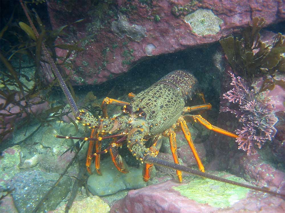 GIS MR crayfish marine reserve