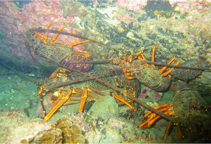 Whangara crays