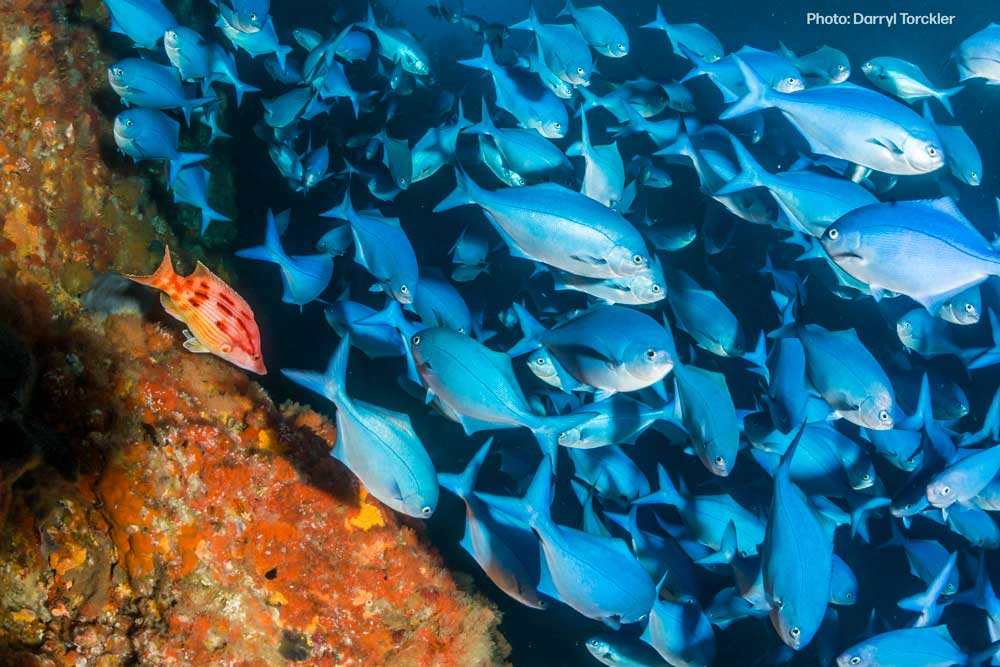 NZ Marine Conservation