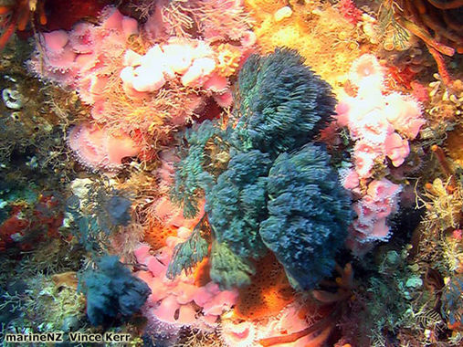 bryozoans marine nz