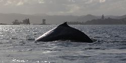 humpback reotahi