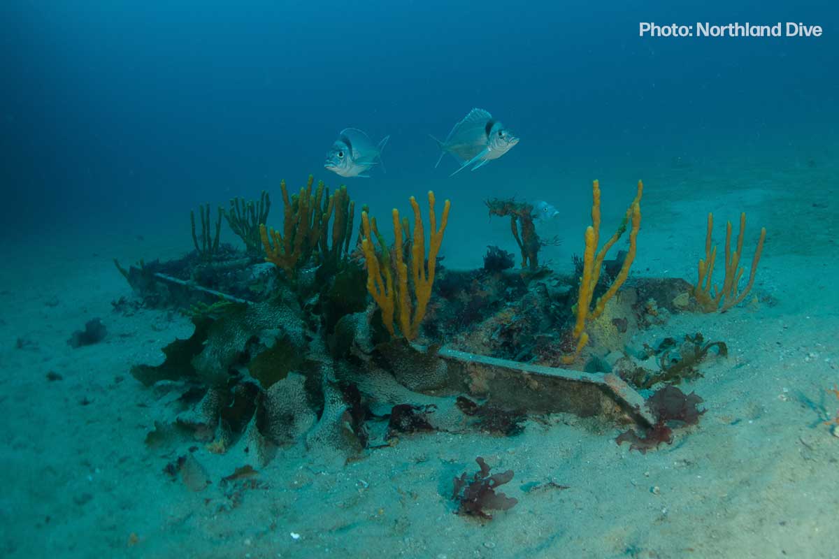 Marine Protection in NZ today